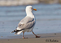 Larus argentatus